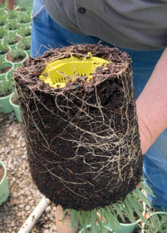 Set of 12 - planters, garden pots, plant warrior, container gardens, root warrior, raised beds,plant pots - Plant Warrior